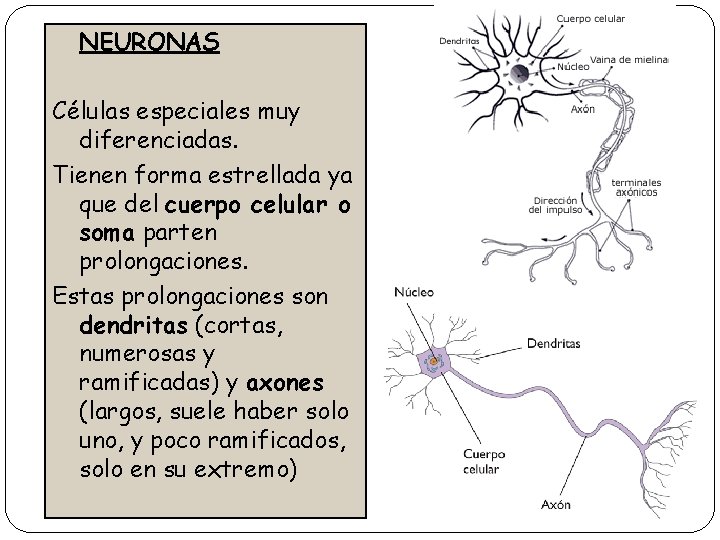 NEURONAS Células especiales muy diferenciadas. Tienen forma estrellada ya que del cuerpo celular o