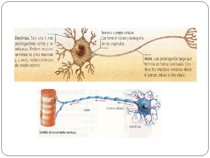 LAS CÉLULAS DEL SISTEMA NERVIOSO: las neuronas 