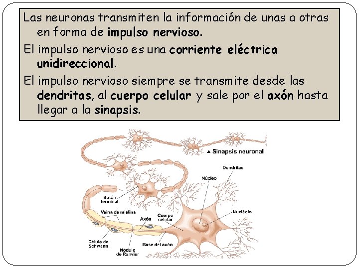 Las neuronas transmiten la información de unas a otras en forma de impulso nervioso.