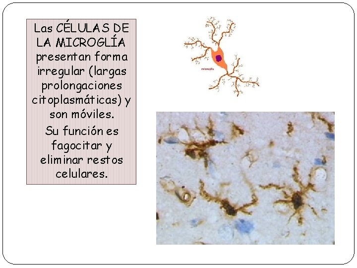Las. CÉLULAS DEL SISTEMA NERVIOSO: las LA MICROGLÍA células de la glía presentan forma