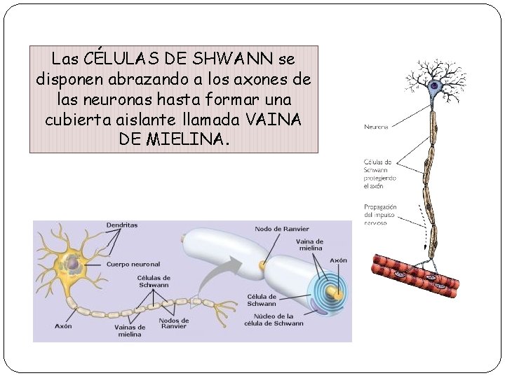 LAS CÉLULAS DEL SISTEMA NERVIOSO: las Las CÉLULAS DE SHWANN se células de la