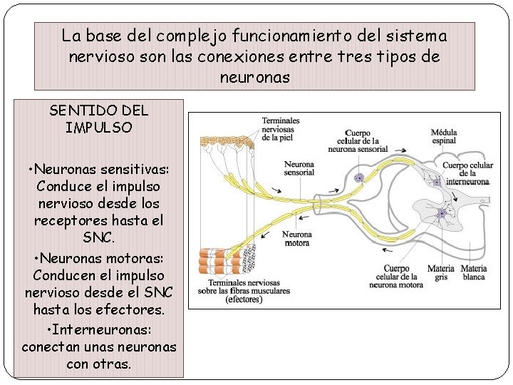 La base del complejo funcionamiento del sistema COMO FUNCIONA EL SISTEMA NERVIOSO nervioso son