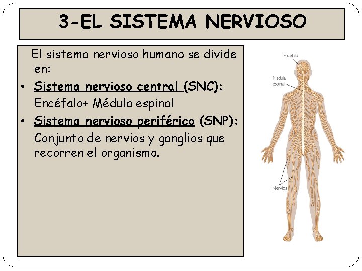 3 -EL SISTEMA NERVIOSO El sistema nervioso humano se divide en: • Sistema nervioso