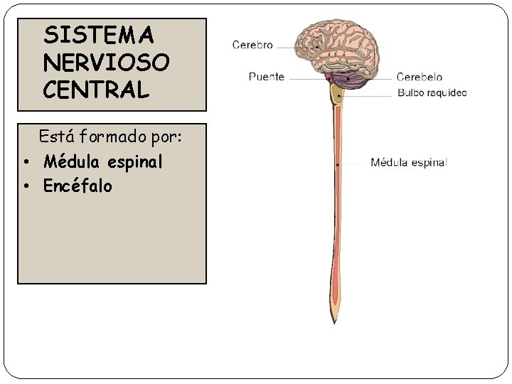SISTEMA NERVIOSO CENTRAL Está formado por: • Médula espinal • Encéfalo 