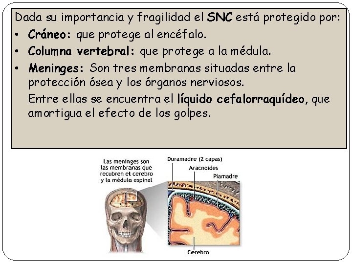 Dada su importancia y fragilidad el SNC está protegido por: • Cráneo: que protege