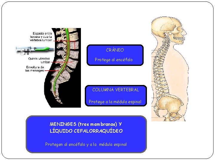 EL SISTEMA NERVIOSO CENTRAL CRÁNEO Protege al encéfalo COLUMNA VERTEBRAL Protege a la médula