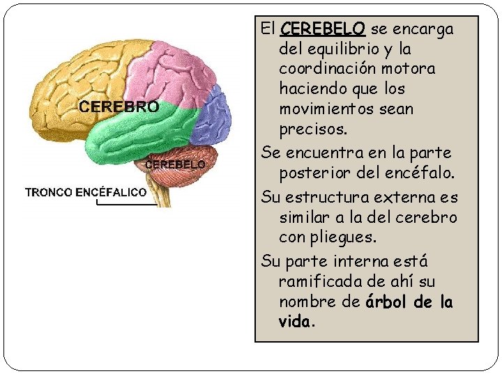 El CEREBELO se encarga del equilibrio y la coordinación motora haciendo que los movimientos