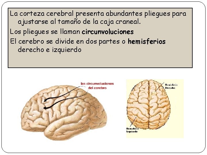 La corteza cerebral presenta abundantes pliegues para ajustarse al tamaño de la caja craneal.