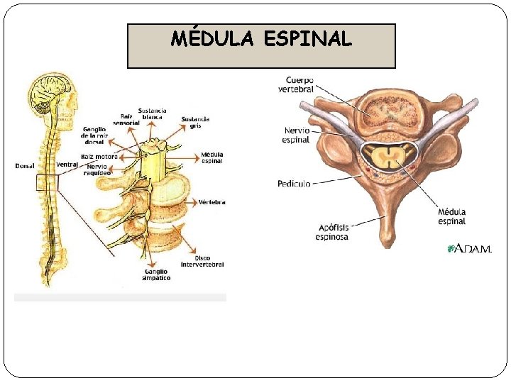 MÉDULA ESPINAL 