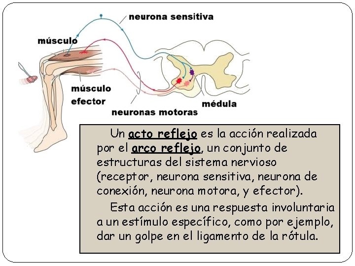 Un acto reflejo es la acción realizada por el arco reflejo, un conjunto de