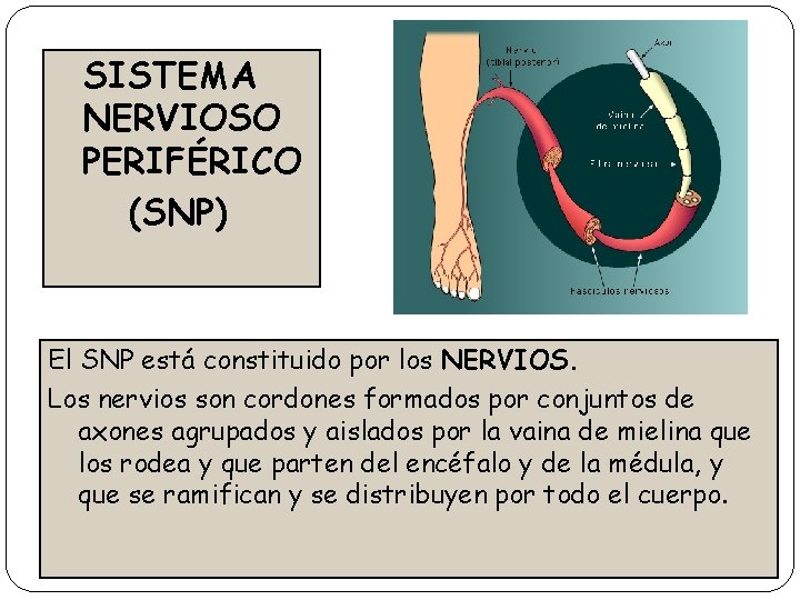 SISTEMA NERVIOSO PERIFÉRICO (SNP) El SNP está constituido por los NERVIOS. Los nervios son