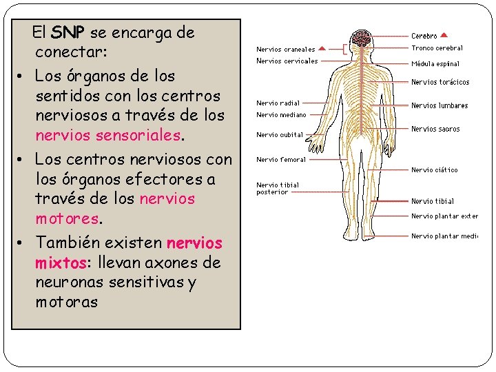 El SNP se encarga de conectar: • Los órganos de los sentidos con los