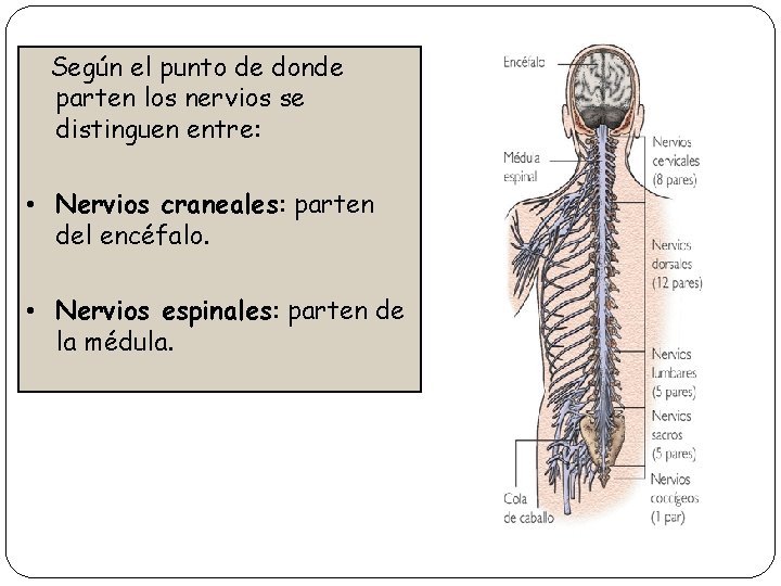 Según el punto de donde parten los nervios se distinguen entre: • Nervios craneales: