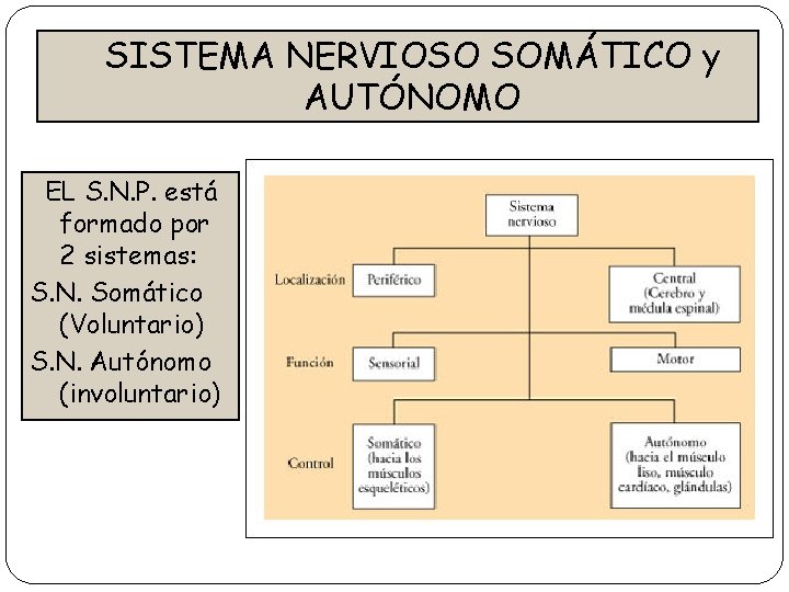 SISTEMA NERVIOSO SOMÁTICO y AUTÓNOMO EL S. N. P. está formado por 2 sistemas: