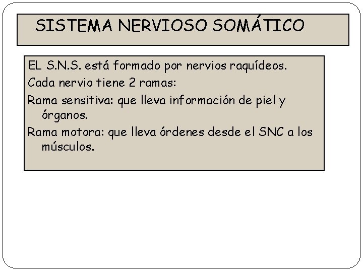 SISTEMA NERVIOSO SOMÁTICO EL S. N. S. está formado por nervios raquídeos. Cada nervio