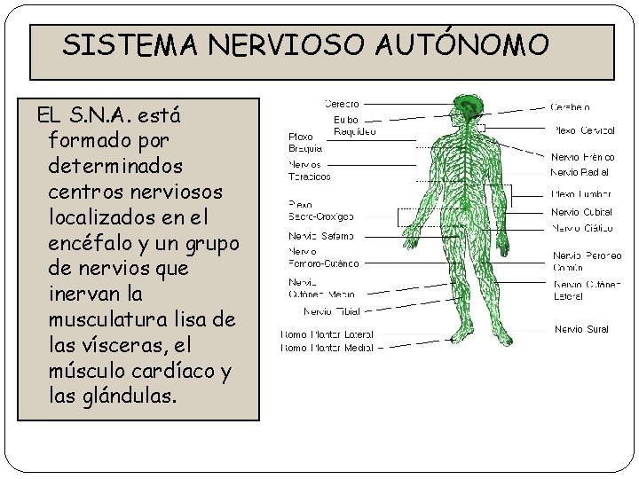 SISTEMA NERVIOSO AUTÓNOMO EL S. N. A. está formado por determinados centros nerviosos localizados