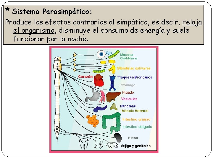 * Sistema Parasimpático: Produce los efectos contrarios al simpático, es decir, relaja el organismo,