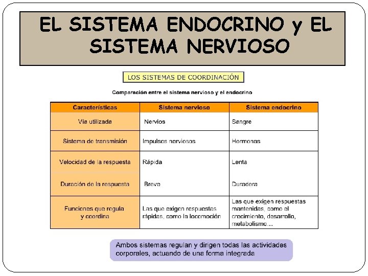 EL SISTEMA ENDOCRINO y EL SISTEMA NERVIOSO 