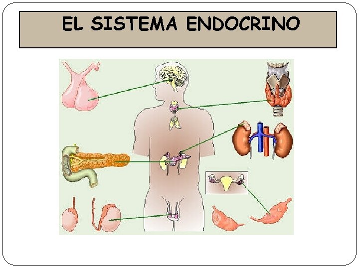 EL SISTEMA ENDOCRINO 