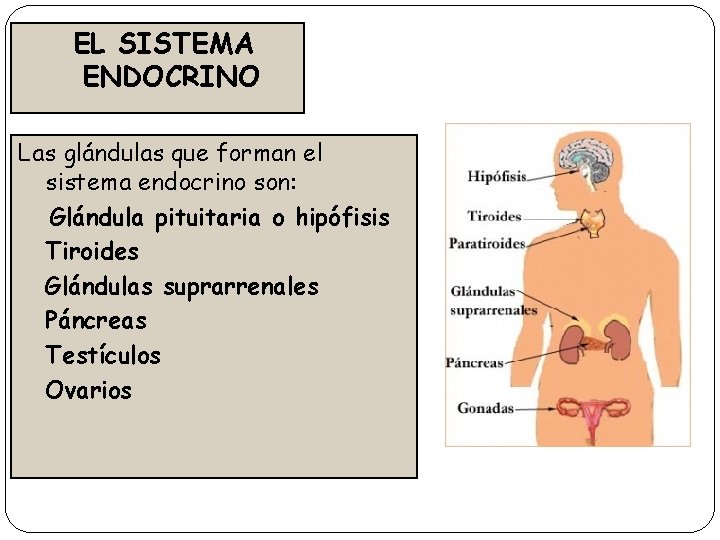 EL SISTEMA ENDOCRINO Las glándulas que forman el sistema endocrino son: Glándula pituitaria o