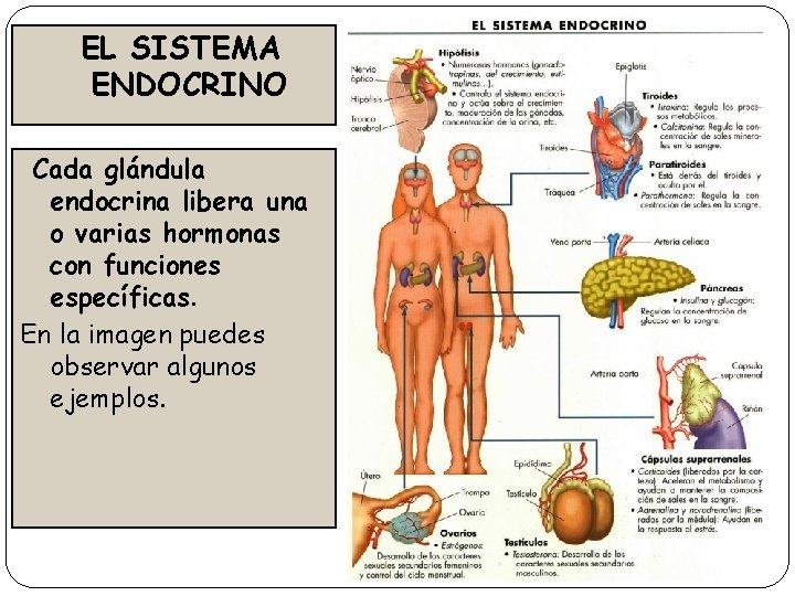 EL SISTEMA ENDOCRINO Cada glándula endocrina libera una o varias hormonas con funciones específicas.