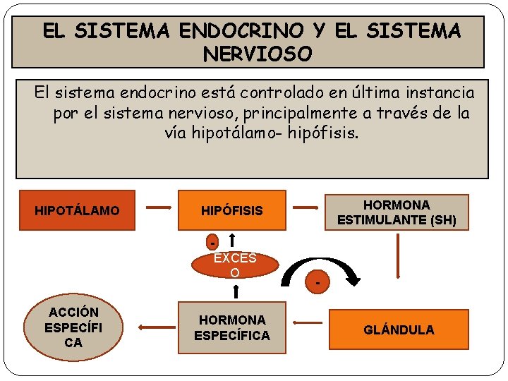 EL SISTEMA ENDOCRINO Y EL SISTEMA NERVIOSO El sistema endocrino está controlado en última