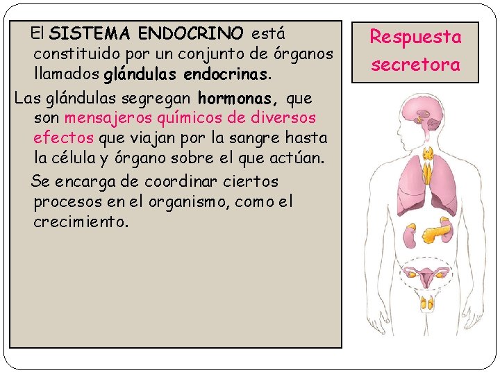 El SISTEMA ENDOCRINO está constituido por un conjunto de órganos llamados glándulas endocrinas. Las