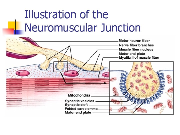 Illustration of the Neuromuscular Junction 