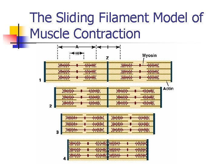 The Sliding Filament Model of Muscle Contraction 
