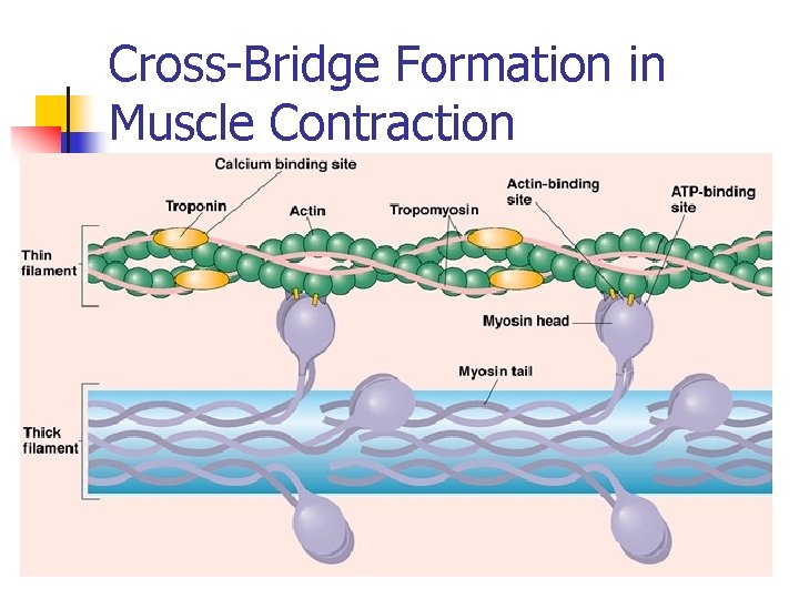 Cross-Bridge Formation in Muscle Contraction 