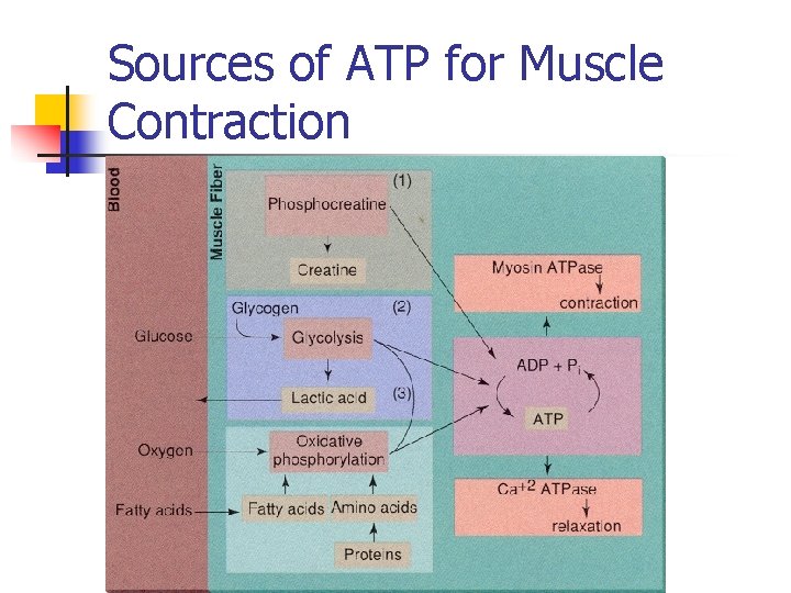 Sources of ATP for Muscle Contraction 