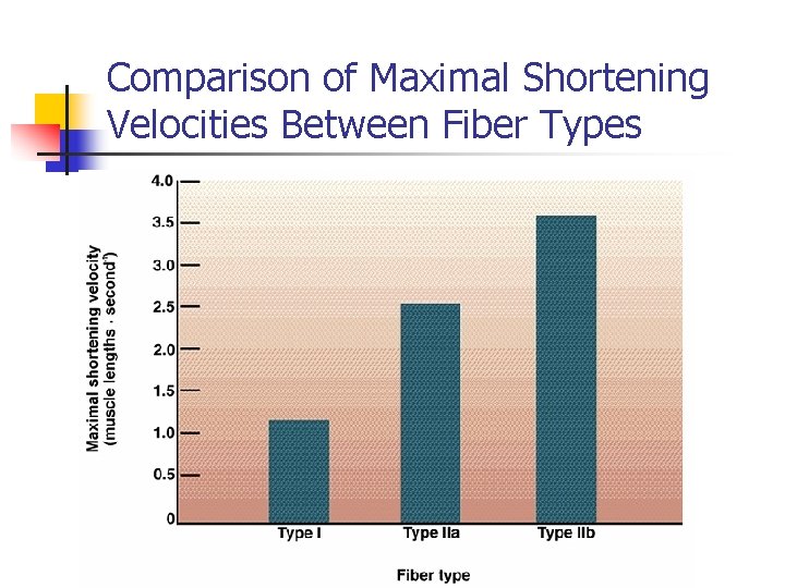 Comparison of Maximal Shortening Velocities Between Fiber Types 