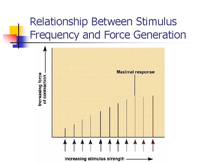 Relationship Between Stimulus Frequency and Force Generation 