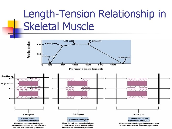 Length-Tension Relationship in Skeletal Muscle 