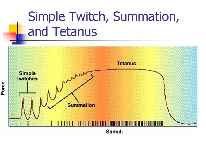 Simple Twitch, Summation, and Tetanus 