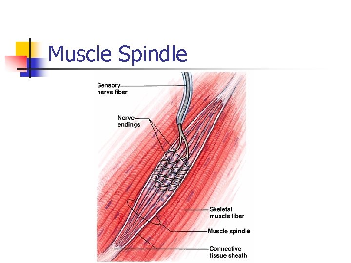 Muscle Spindle 