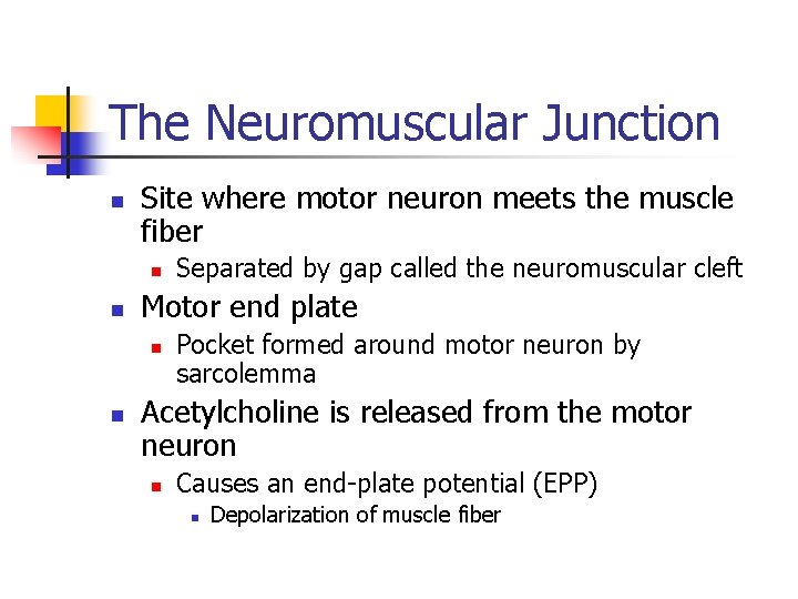 The Neuromuscular Junction n Site where motor neuron meets the muscle fiber n n