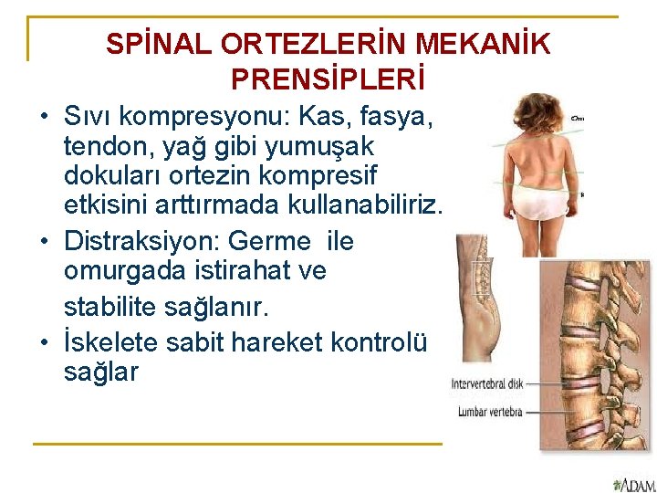 SPİNAL ORTEZLERİN MEKANİK PRENSİPLERİ • Sıvı kompresyonu: Kas, fasya, tendon, yağ gibi yumuşak dokuları SPİNAL ORTEZLERİN MEKANİK PRENSİPLERİ • Sıvı kompresyonu: Kas, fasya, tendon, yağ gibi yumuşak dokuları