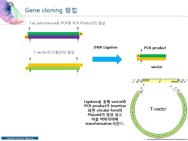 Gene cloning 방법 Taq polymerase로 PCR후 PCR Product의 형상 A 5 ’ 3 ’