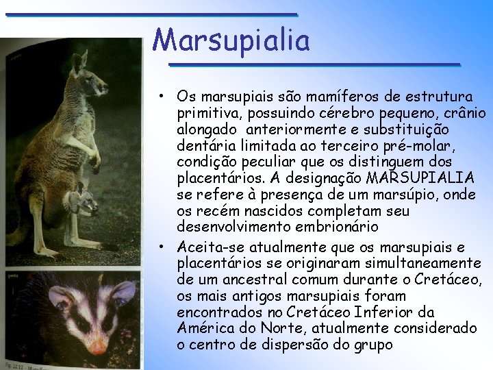 Marsupialia • Os marsupiais são mamíferos de estrutura primitiva, possuindo cérebro pequeno, crânio alongado