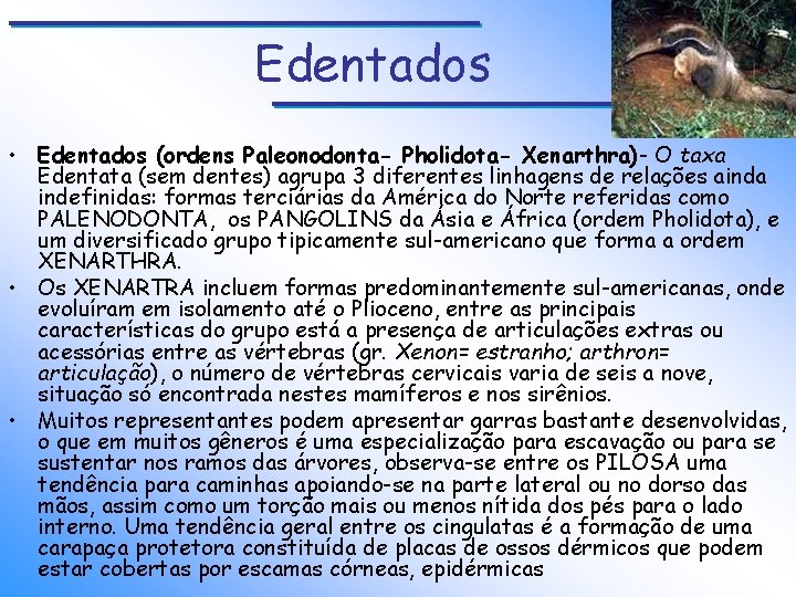 Edentados • Edentados (ordens Paleonodonta- Pholidota- Xenarthra)- O taxa Edentata (sem dentes) agrupa 3