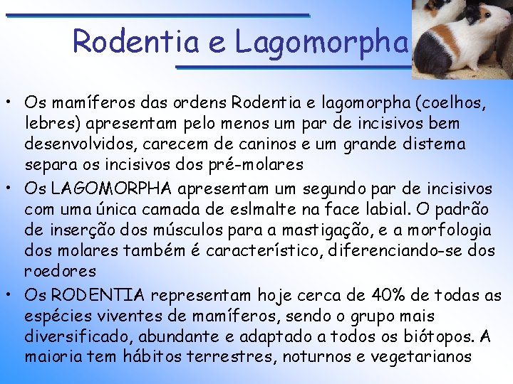 Rodentia e Lagomorpha • Os mamíferos das ordens Rodentia e lagomorpha (coelhos, lebres) apresentam