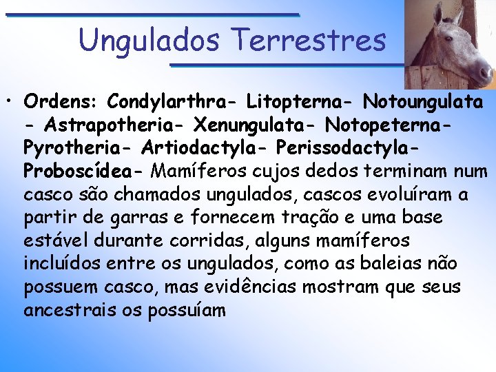 Ungulados Terrestres • Ordens: Condylarthra- Litopterna- Notoungulata - Astrapotheria- Xenungulata- Notopeterna. Pyrotheria- Artiodactyla- Perissodactyla.