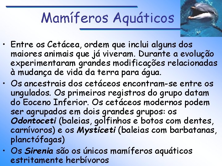 Mamíferos Aquáticos • Entre os Cetácea, ordem que inclui alguns dos maiores animais que