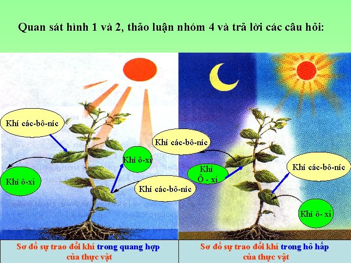 Quan sát hình 1 và 2, thảo luận nhóm 4 và trả lời các