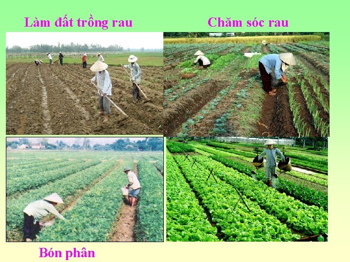 Làm đất trồng rau Bón phân Chăm sóc rau 