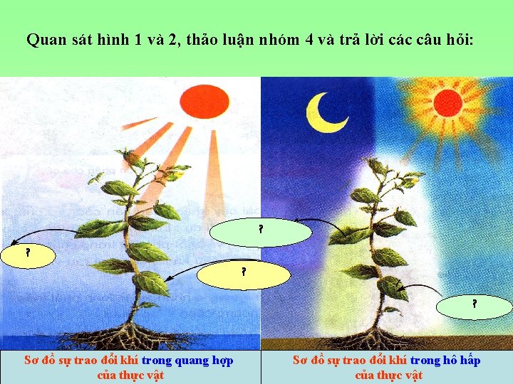 Quan sát hình 1 và 2, thảo luận nhóm 4 và trả lời các