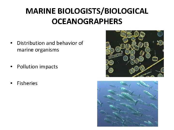 MARINE BIOLOGISTS/BIOLOGICAL OCEANOGRAPHERS • Distribution and behavior of marine organisms • Pollution impacts •