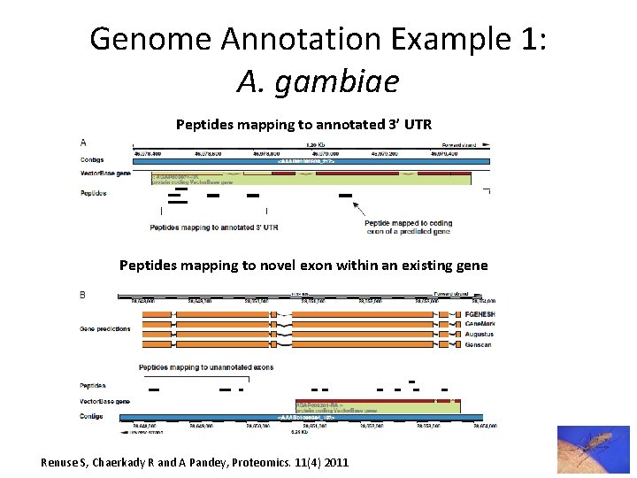 Genome Annotation Example 1: A. gambiae Peptides mapping to annotated 3’ UTR Peptides mapping