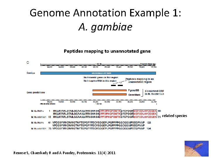 Genome Annotation Example 1: A. gambiae Peptides mapping to unannotated gene related species Renuse